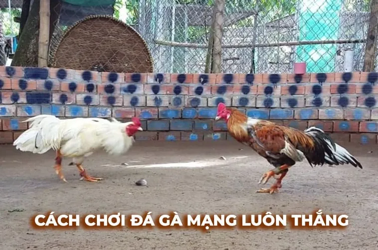 Hướng Dẫn Chơi Đá Gà Sabong Tại BK8 Thắng Lớn Mỗi Ngày 2 Hướng Dẫn Chơi Đá Gà Sabong Tại BK8 Thắng Lớn Mỗi Ngày