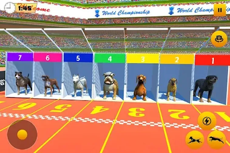Khám Phá Cách Chơi Game Nhanh Đua Chó Tại BK8 Thắng Lớn