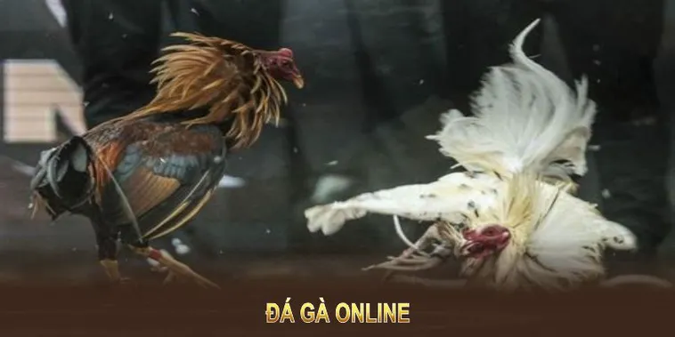 Cách Chơi Đá Gà WS168 Tại BK8 Đạt Tỷ Lệ Thắng Cao Nhất