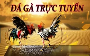 Bí Quyết Thắng Lớn Với Đá Gà 3D Tại BK8 Trong 5 Phút